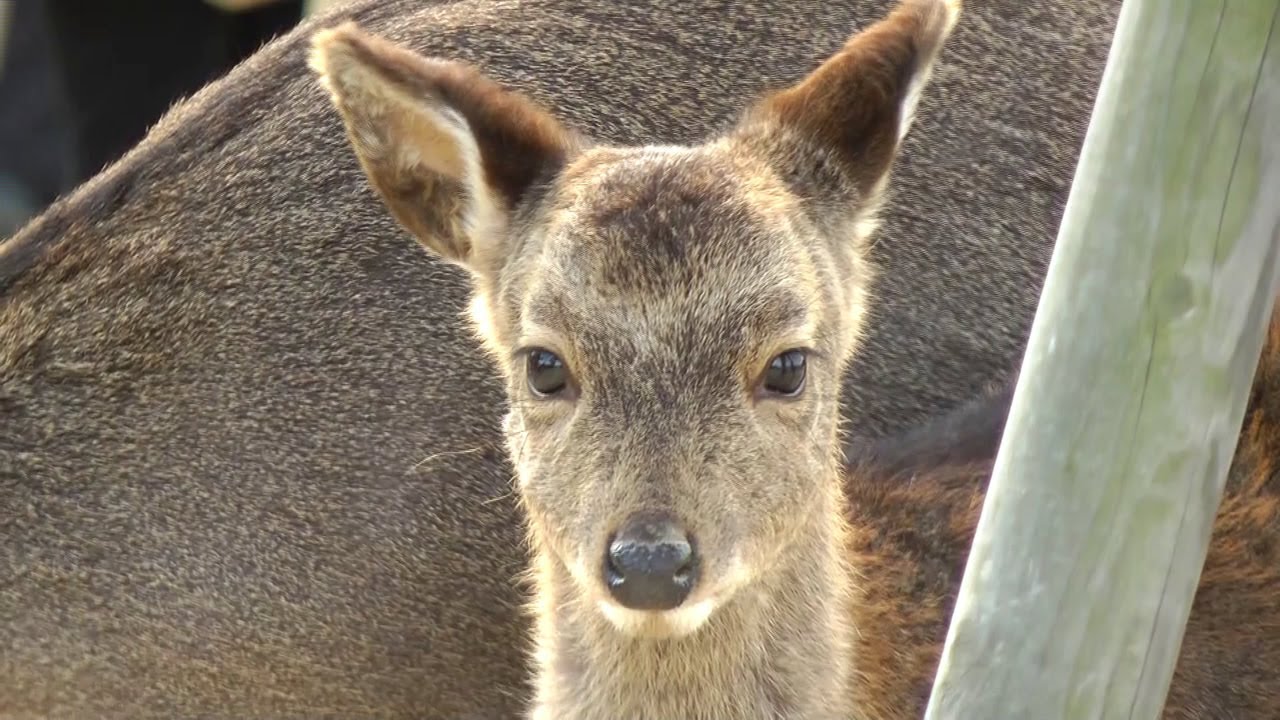 宮島のかわいい鹿 Deer In Miyajima Youtube