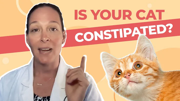 Is Your Cat Constipated? A Vet Explains How to Help - DayDayNews