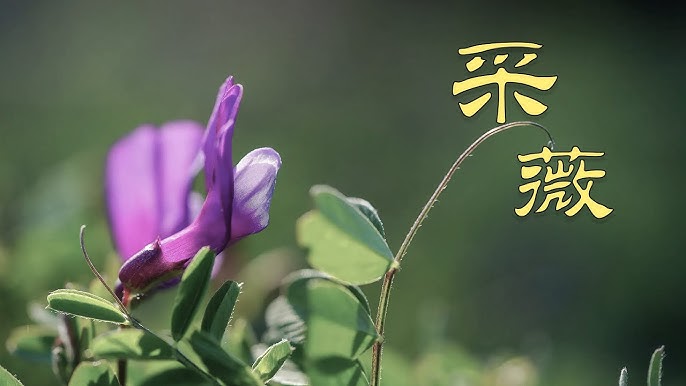 《詩經。小雅。採薇》【白話音】