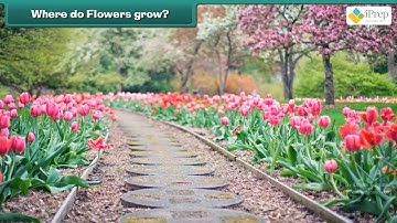 Class 4 EVS Chapter - 11 "The Valley of Flowers" cbse english Environmental studies Looking Around