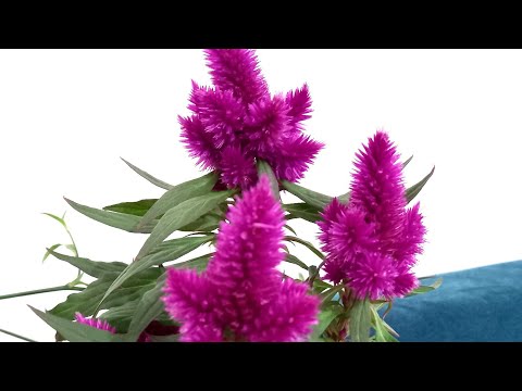 Video: Hvor høy blir celosia?