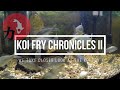 Koi fry chronicles part ii we look at the fry in more detail  just who is the father luke