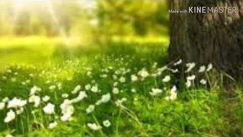 تلاوة رائعة ومؤثرة من سورة الحاقة بصوت الطفل أنس شهاب