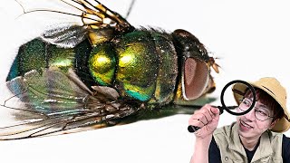 똥파리를 확대해보겠습니다!