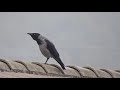 Hooded Crow on a wet day In Abruzzo Italy