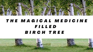 The Magical Medicine Filled Birch Tree