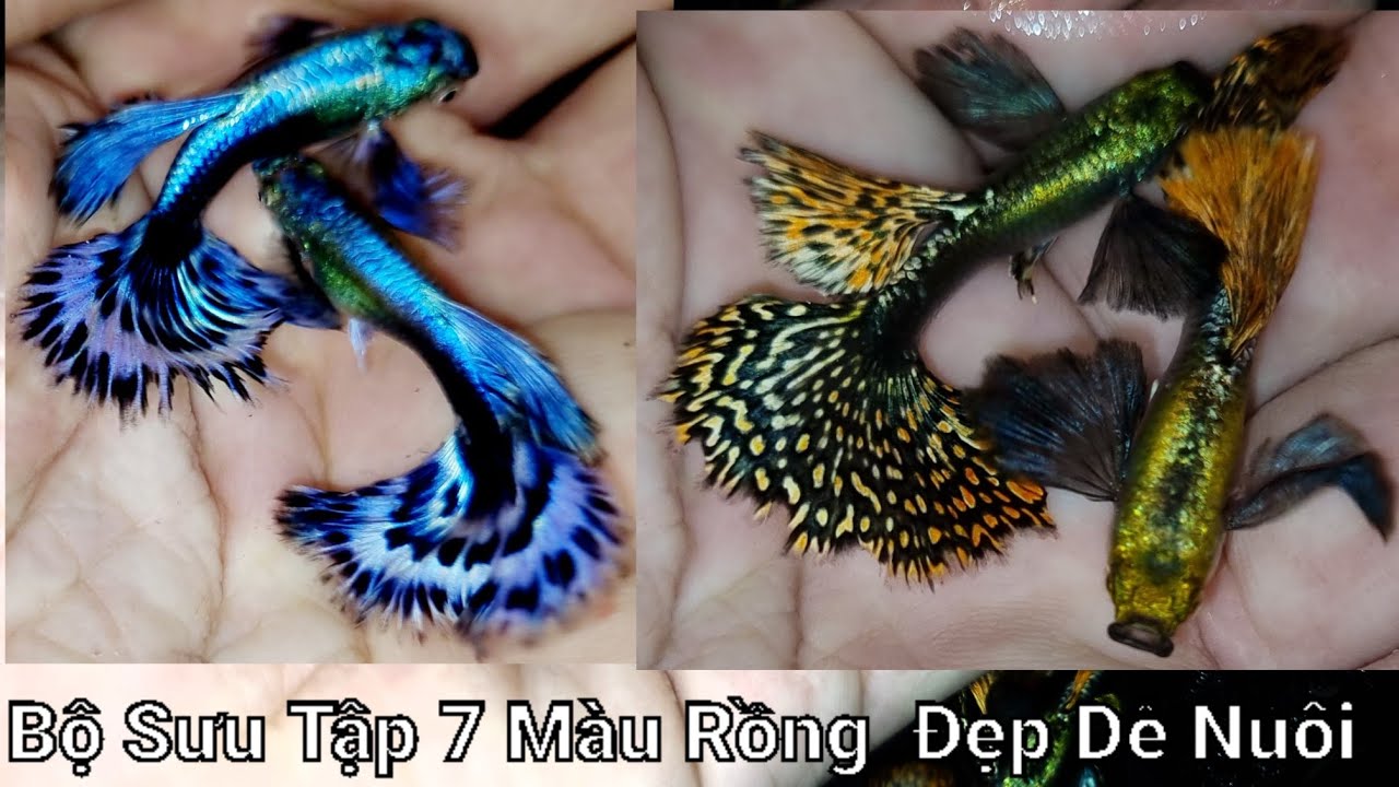 Bộ Sưu Tập Cá Bảy Màu Rồng Vừa Đẹp Vừa Dễ Nuôi - Trại Cá Kiểng DiamondDa