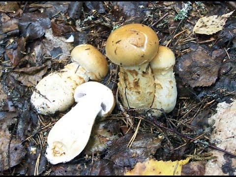 Лучший из паутинников. Паутинник триумфальный - Cortinarius triumphans