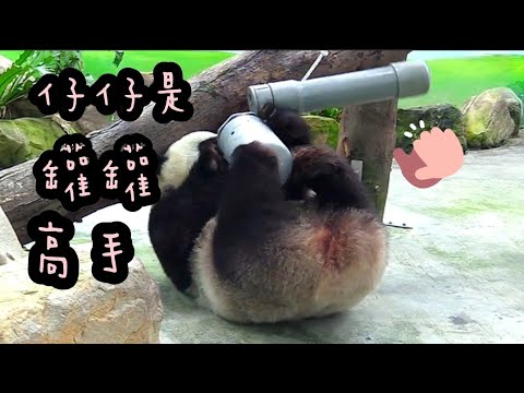 圓仔是玩罐罐高手，手腳併用好厲害|熊貓貓熊The Giant Panda Yuan Yuan and Yuan Bao|台北市立動物園