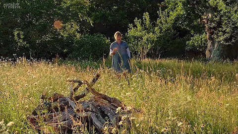How to grow a wildflower meadow