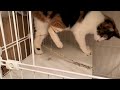 保護した猫に絡みつく信じられない長さの寄生虫