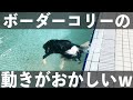 【かわいすぎ注意】ボーダーコリーとチワワで初めてのプールに行ったら変な動きをしだしたｗ