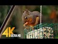 4K Little Backyard Visitors - 10-bit Color Relaxation Video with Birds Chirping