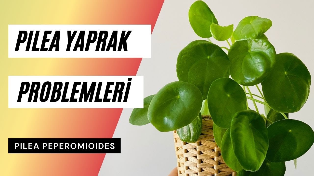 Pilea Bakımı | Pilea Yaprakları Ne Söylüyor? 🍃