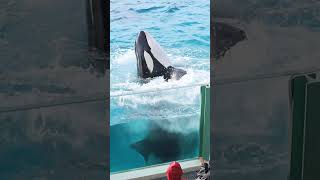 まん丸ラビー♥ #Shorts #鴨川シーワールド #シャチ #Kamogawaseaworld #Orca #Killerwhale