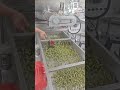 🌿 Macaroni Production Equipment Trial Run | Using Mung Bean Flour#macaroni #dubaiexhibition
