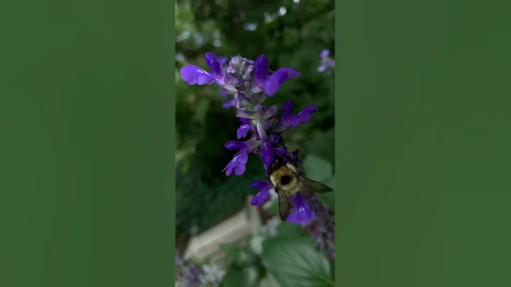 Buzzing bee