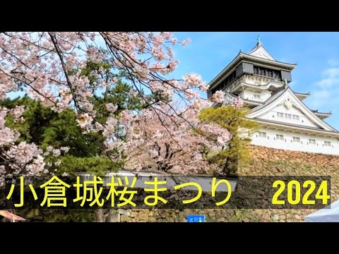 桜見ごろ　24/4/6 小倉城桜まつり　Kokura Castle Cherry Blossom Festival, Walking Tour, Fukuoka, Japan