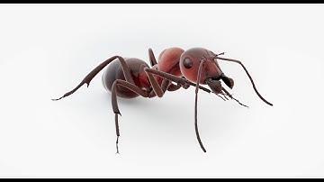 Animated Ant 3D model