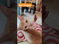 Spending time with cats helps me plan my next trip #cat #shorts