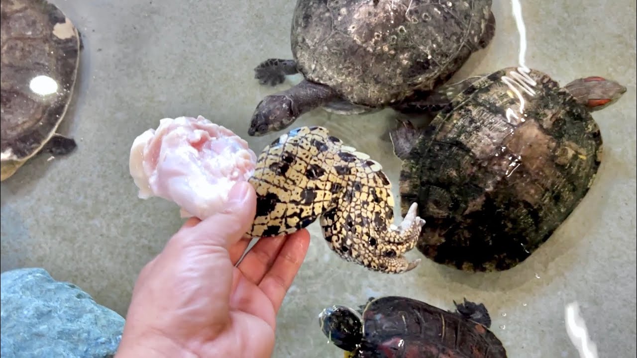 If you drop crocodile meat into a group of hungry turtles, - YouTube