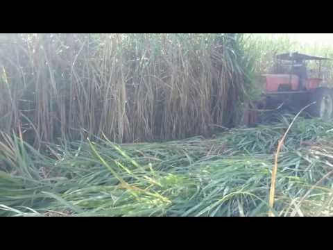 Cortadora de caña de azucar en Monteros- Tucumán