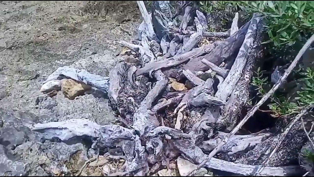 Bonsai hunting ep.13 yamadori bonsai relaxing island / at ang Magandang tanawin