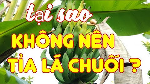 Tại sao KHÔNG NÊN TỈA lá chuối vào mùa nắng | #benhchaylachuoi #cachtialachuoi #lachuoikho