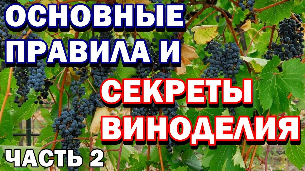 ⁣Как сделать домашнее вино - Квартирное вино - Основные ошибки - Важные секреты - Часть 2