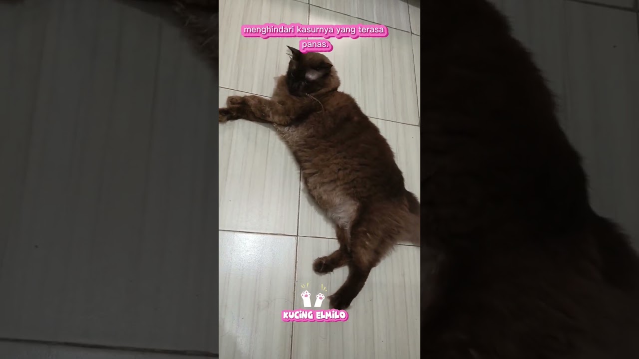 Kucing Elmilo tidur di lantai kegerahan 