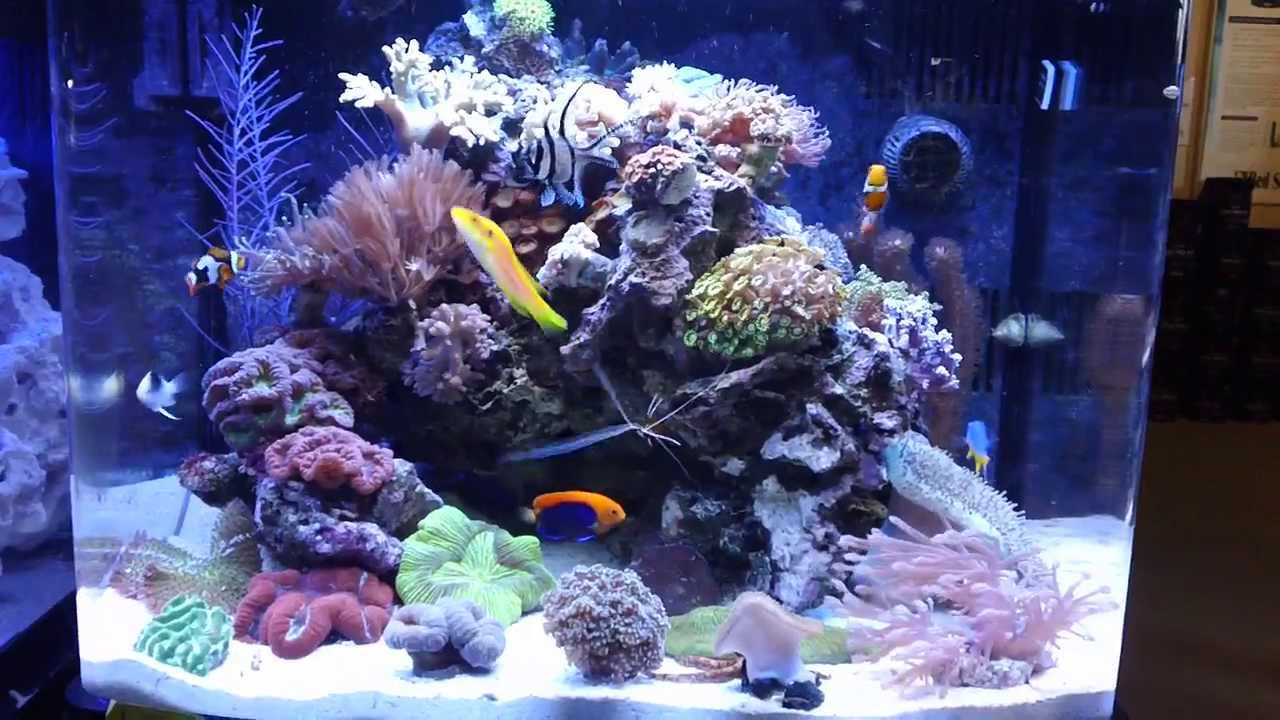 29G Coralife BioCube - YouTube