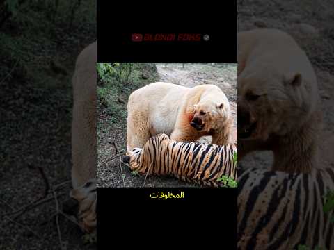 النمر السيبيري ضد الدب القطبي يلتقيان في البرية