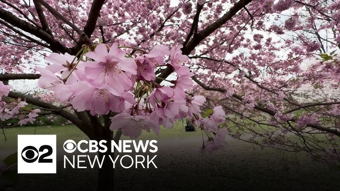 See It Cherry Blossoms Bursting Into Bloom In New Jersey