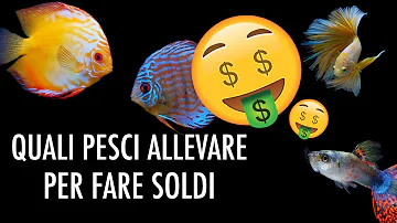 Quali sono i pesci di mare allevati?