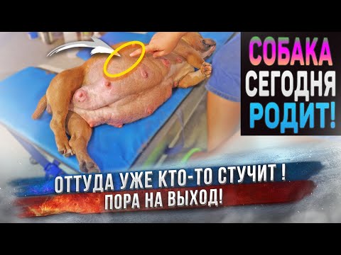 Что там в животе? Роды у собаки.