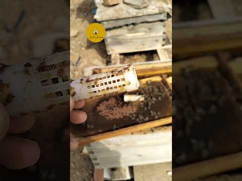 طريقة تغيير ملكة كبيرة في السن و شرسة بملكة منتخبة و فتية