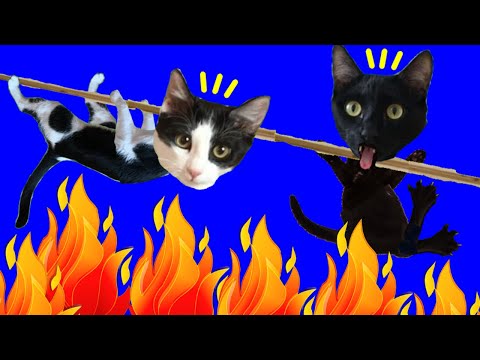 Gato vs el suelo es lava con gatitos Luna y Estrella en la vida real / Videos de juegos para gatos