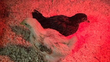 Update on my first hatch in 2025. 11/7/25