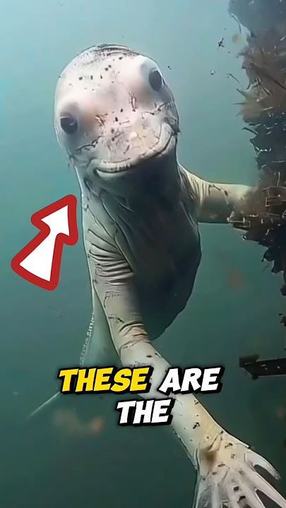 Download lagu TOP 5 SCARY ANIMALS YOU SHOULD NEVER MESS WITH! (Number 1 is INSANE) #scaryanimals #scary #top5