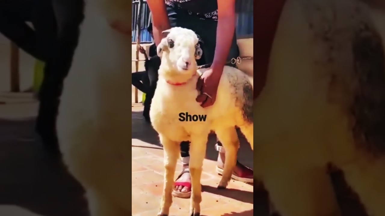 Amingad sheep transformation 