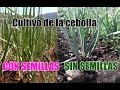 Como Sembrar Cebollas || El cultivo de la cebollas sin semillas y por semillas