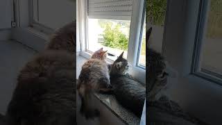 Hold hostage at home by enemies!