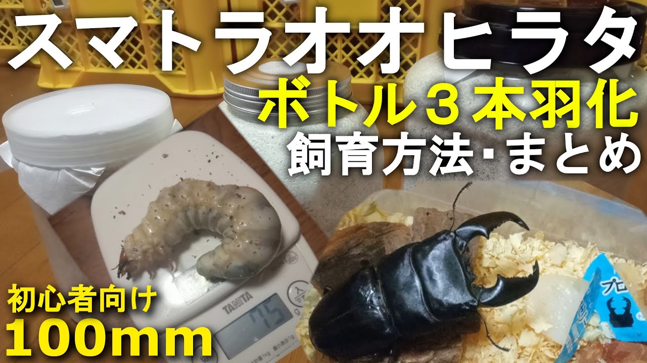 【初心者向け】スマトラオオヒラタクワガタ 幼虫飼育 ボトル3本での飼育方法 まとめ(菌糸ビン・マット）【100mm羽化】
