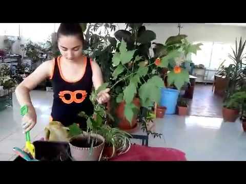 Video: Կալանչոե (52 լուսանկար). Տանը խնամել դեկորատիվ ծաղիկ: Ինչ տեսք ունի տնային բույսը ծաղկման ժամանակ: