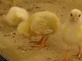 Prove me wrong  baby chicks are cute birdman vegan future meatorg factoryfarms chickens