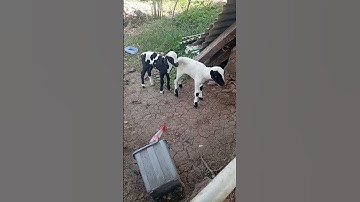 kembar tapi beda#funny #shortvideo