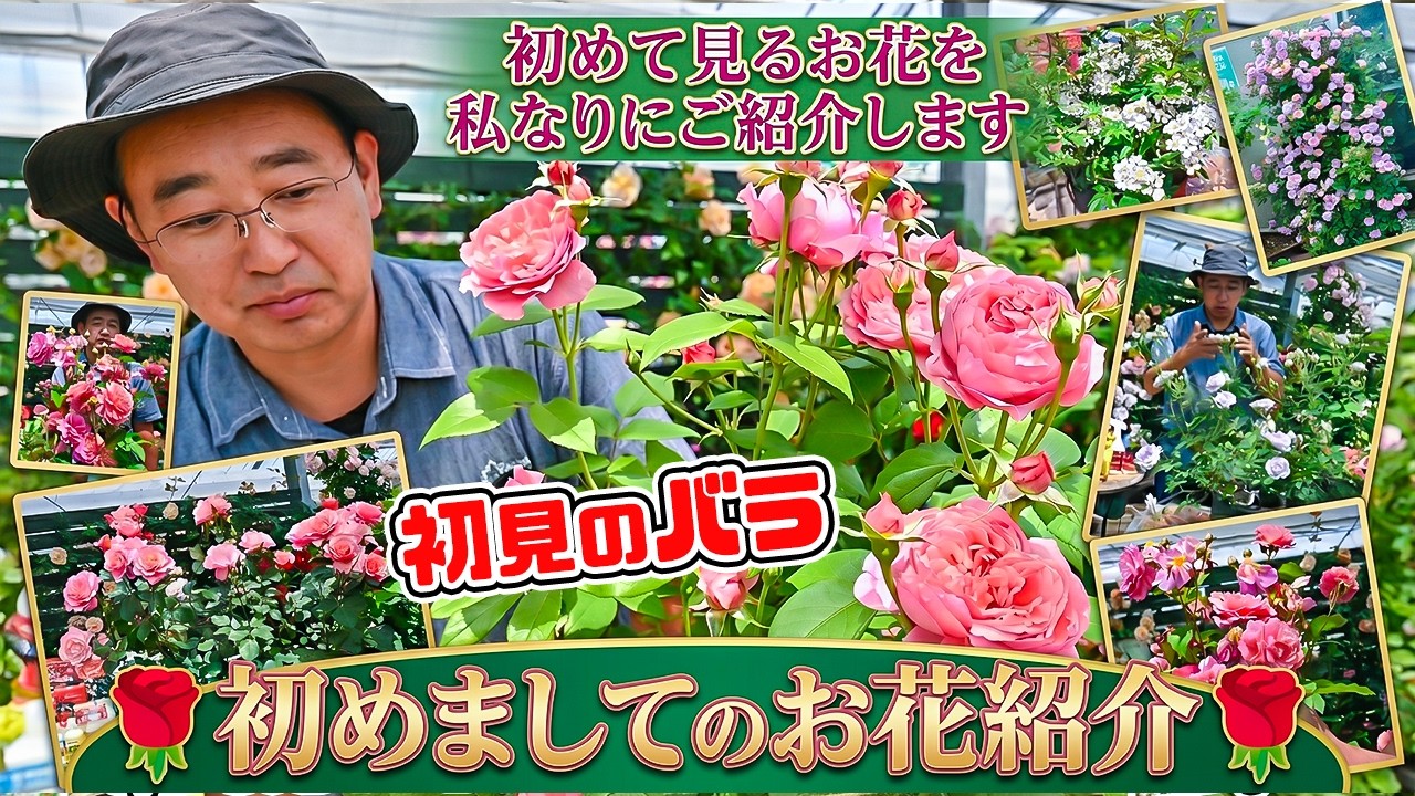 First Look at These Roses🌹] Let me introduce you! My 