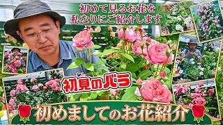 【初見のバラ🌹】ご紹介します! 初めて見たお花の”私なりの”ご紹介🌹[那須ヒロガーデン]高木大輔店長