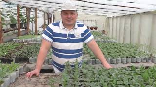 видео: Срочно подкормите виолу для хорошего развития!!! картинка: Срочно подкормите виолу для хорошего развития!!!