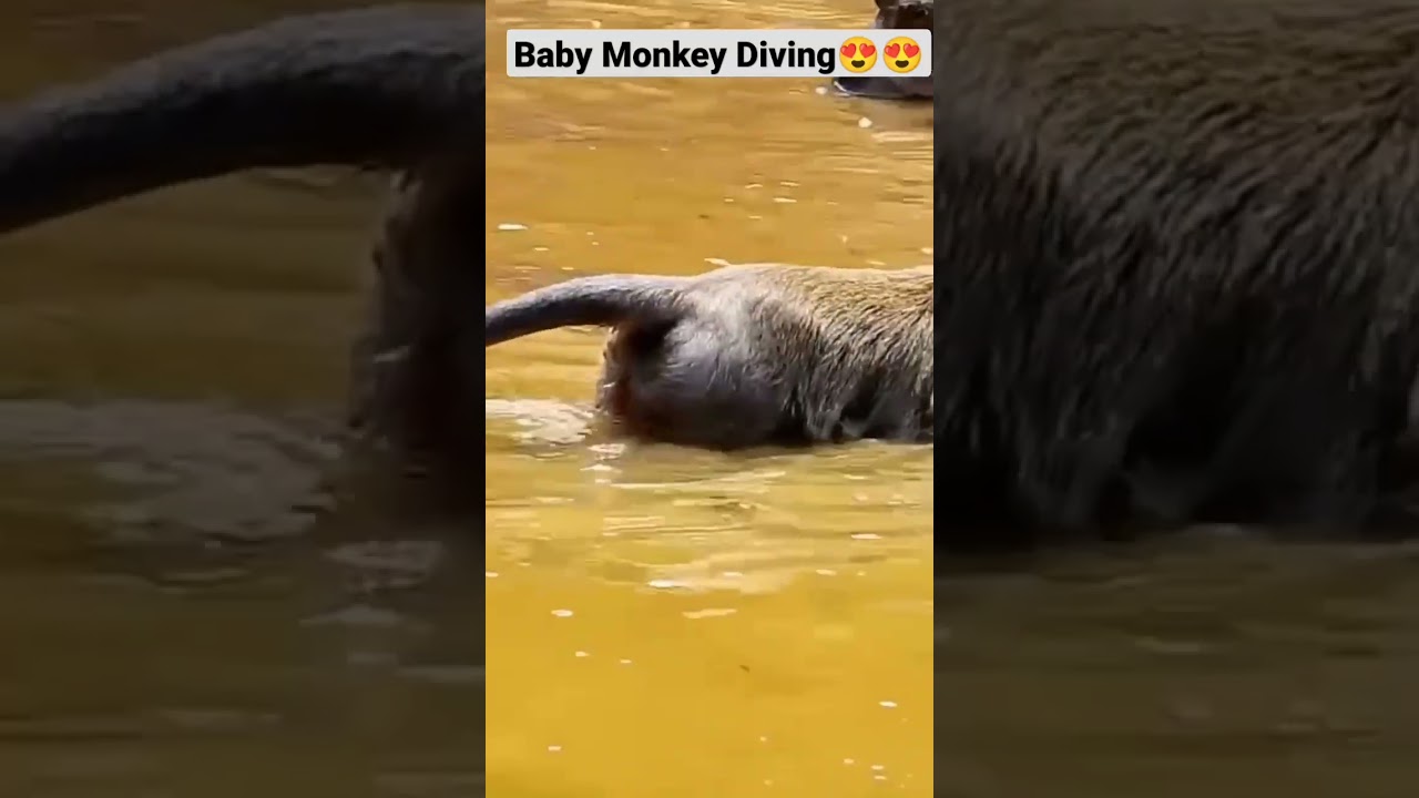 Baby monkey is diving with mother 😍😍